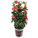 Afbeelding van Kp19 Sundaville Rek Pink